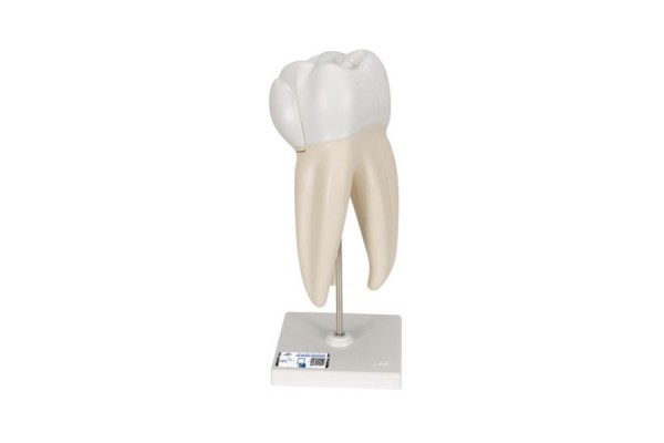 model zęba trzonowego górnego trójkorzeniowego, 3 części - 1017580 [d10/5] 3b scientific modele anatomiczne 2